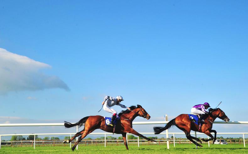 NAVAN SATURDAY: Prince is a solid proposition