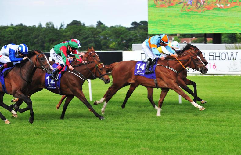 DOWN ROYAL SATURDAY: Progressive Panda can claim Ulster Oaks