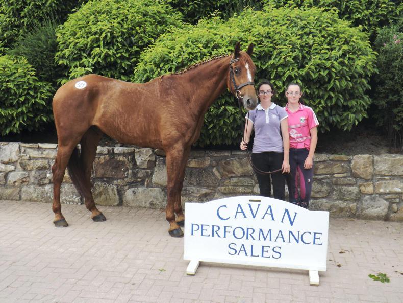 SALES: Lively trade returns top lot of €10,200 at Cavan