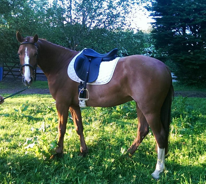 NEWS: No RDS outing for rescued Gypsy