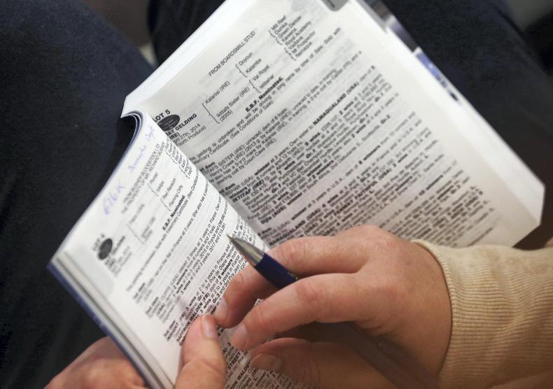 Kapgarde gelding tops Derby Sale's opening day at €220,000