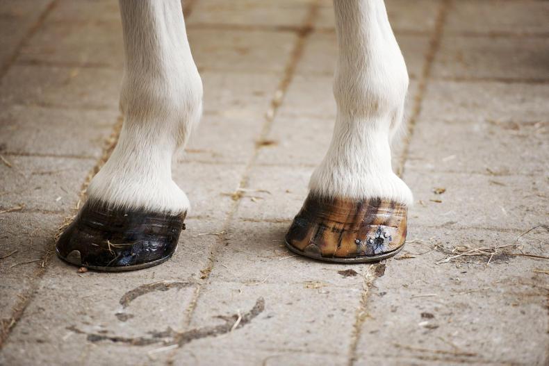 HORSE SENSE HOOFCARE: The professionals' approach to hoofcare