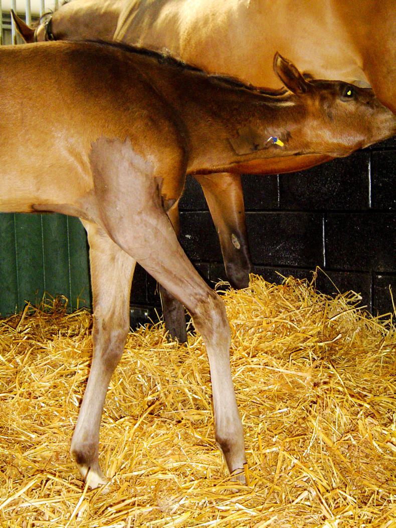 HANDS ON: Field First Aid for fractures