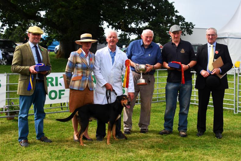 AROUND THE COUNTRY:   Hound Show goes from strength to strength