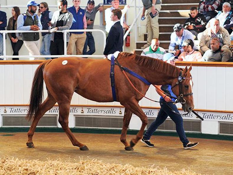 Time Check tops day one of Tattersalls July Sale at 300,000gns