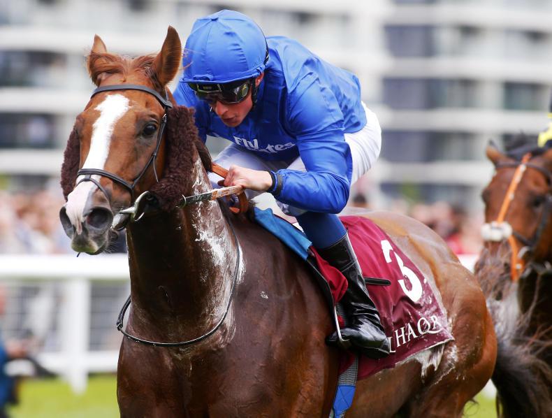 PEDIGREE NOTES: Hawkbill related to a champion sire