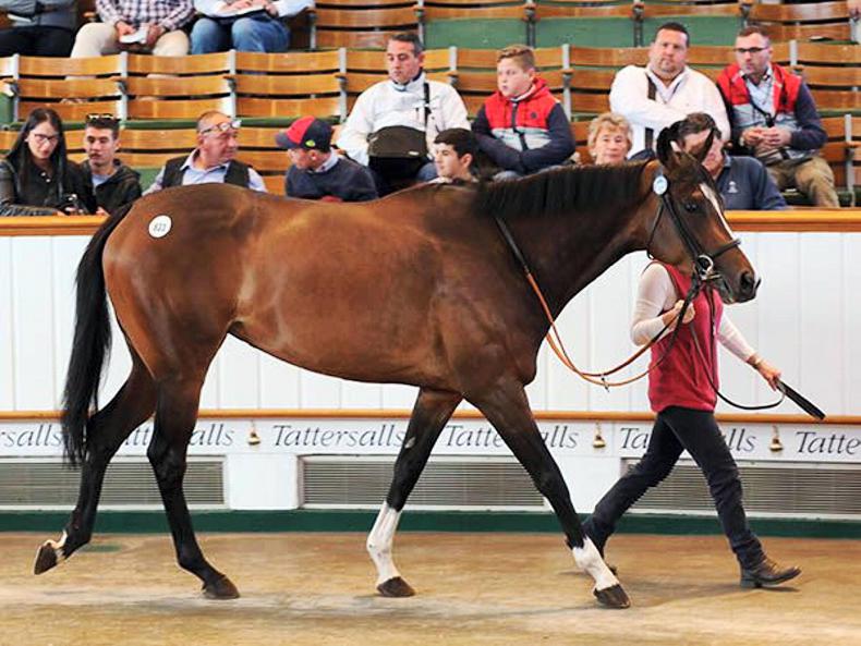 Asanta Sana tops record-breaking Tattersalls July Sale at 330,000gns