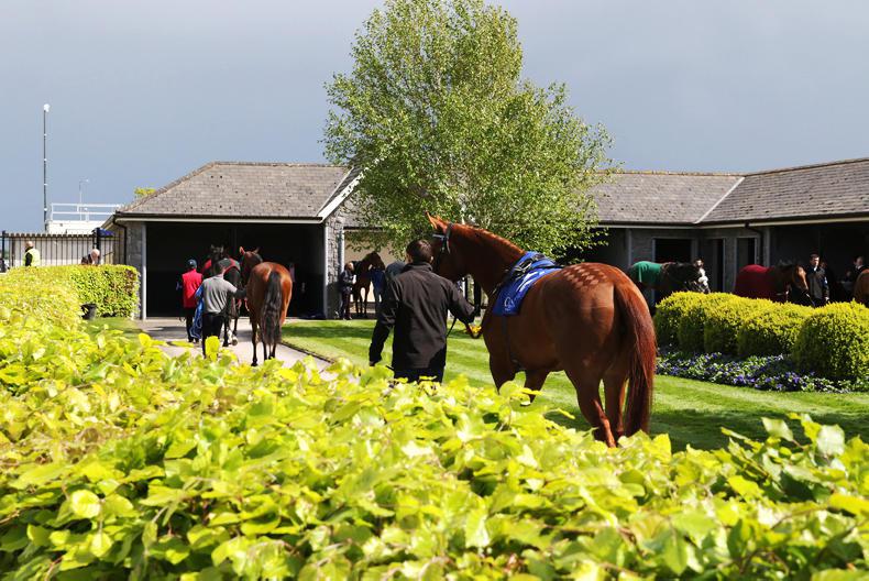 Make the most of the horses   