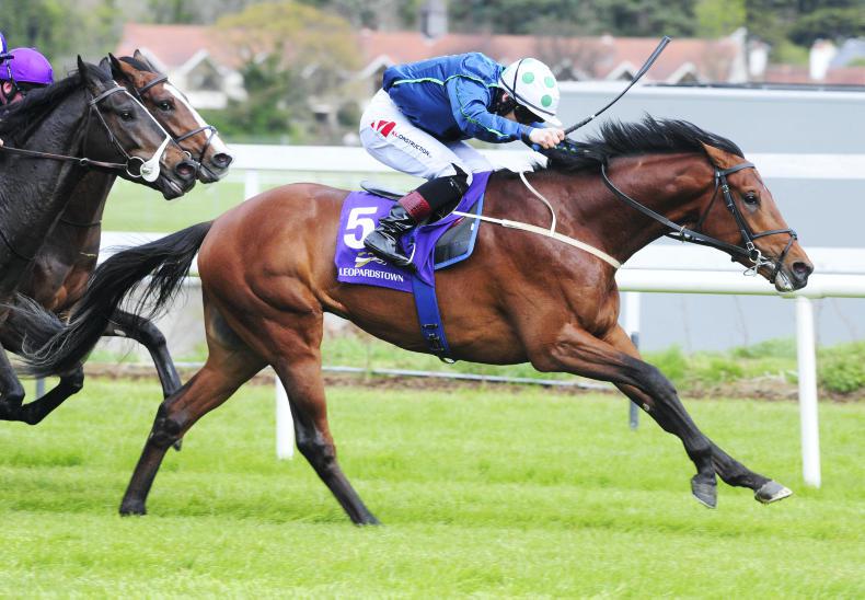 Double top for Jessica Harrington as Two For Tea strikes