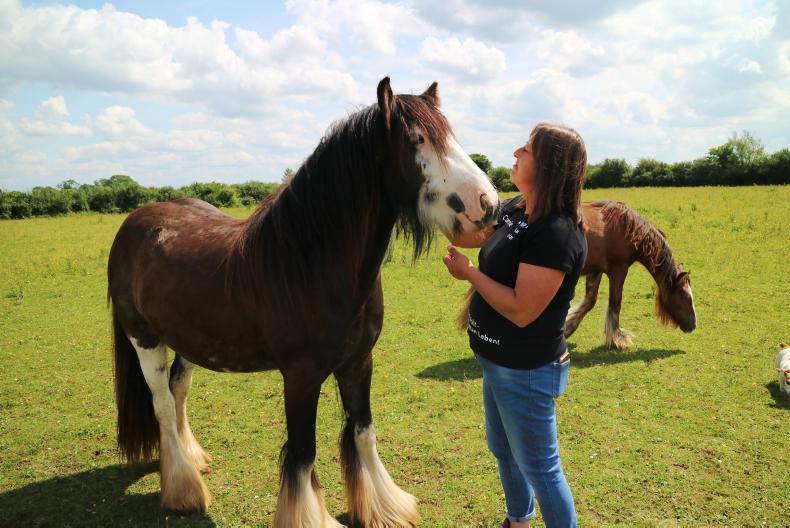 HORSE SENSE: Saving Ireland’s forgotten horses from slaughter