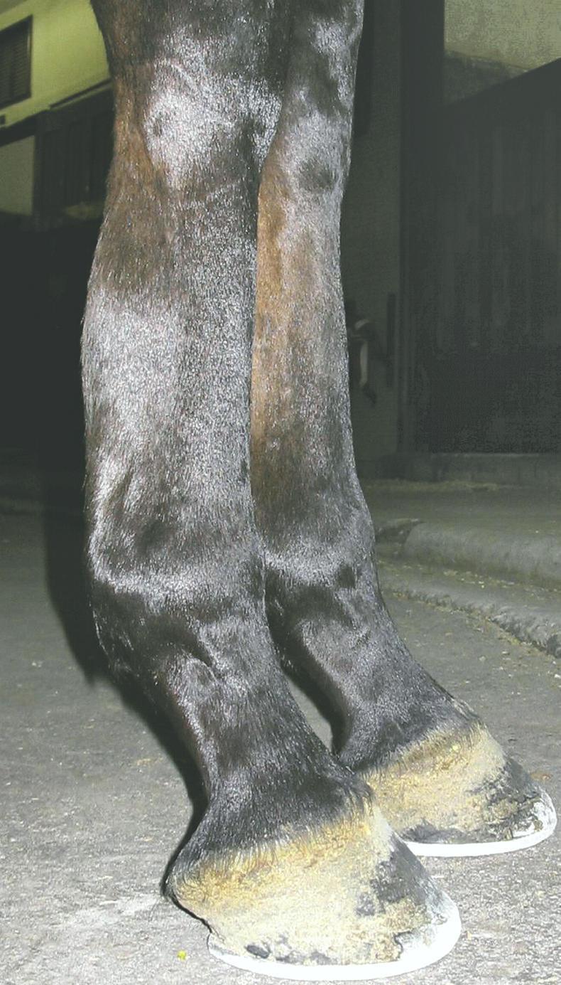 HORSE SENSE: The lowdown on lower limb injuries