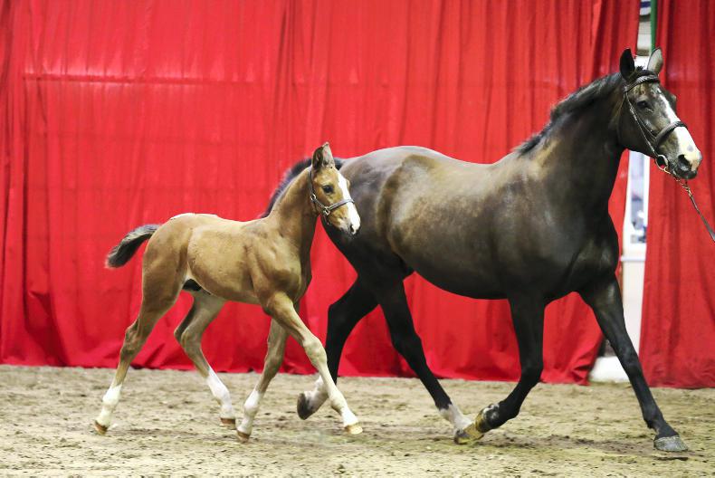 NEWS:  Quality foals on offer at Cavan