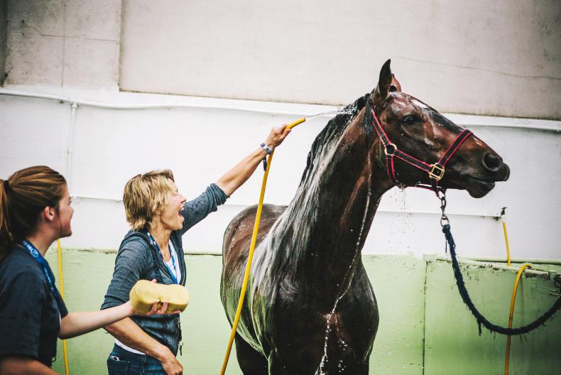 Arrivals day at the Dublin Horse Show 