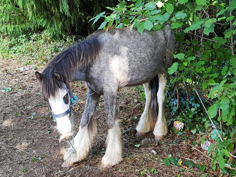 ISPCA NEWS:  Tethered and thin cob seized in Bray