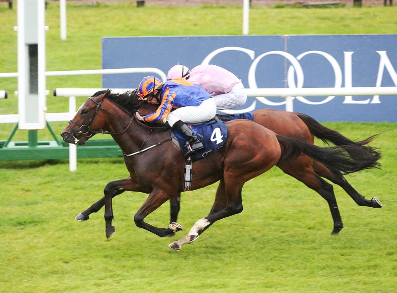 SIMON ROWLANDS: Rostropovich best of Curragh juveniles