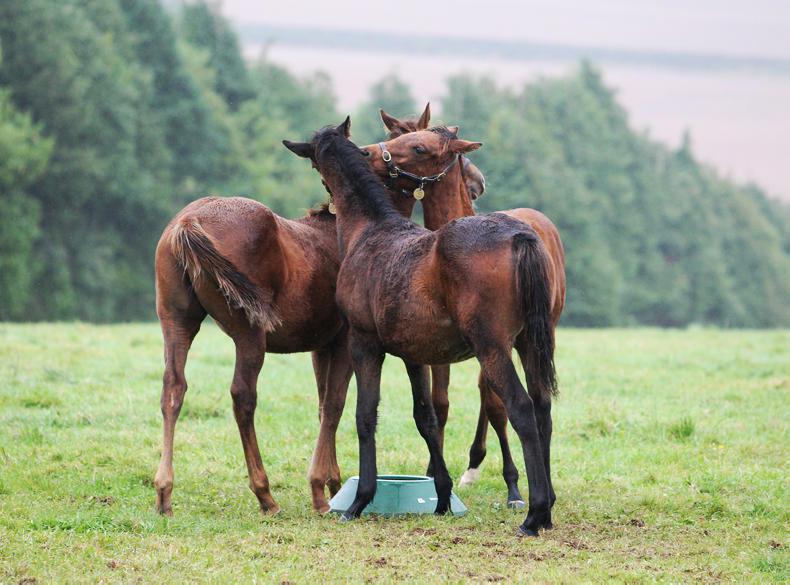 HORSE SENSE: What you need to know about weaning