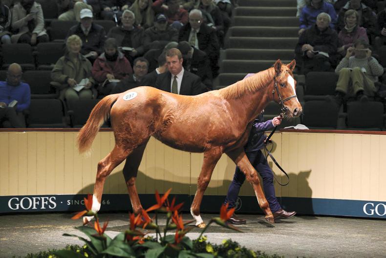 HORSE SENSE: Sales ring style advice