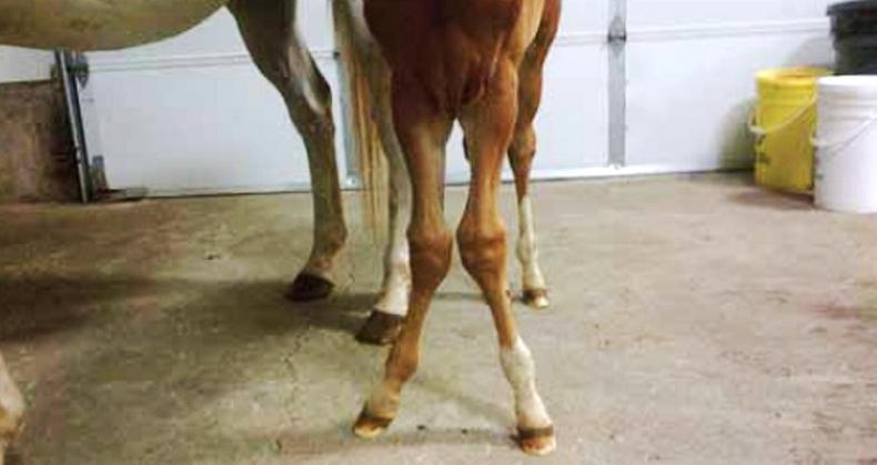 Managing and preventing Developmental Orthopaedic Disease