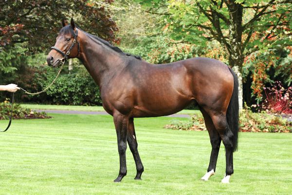 Canford Cliffs offers wonderful outcross pedigree