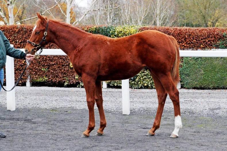 HORSE SENSE: Preparation is key to foal sale success 