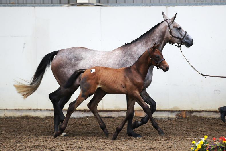 HORSE SENSE: Grooming foals for the sales