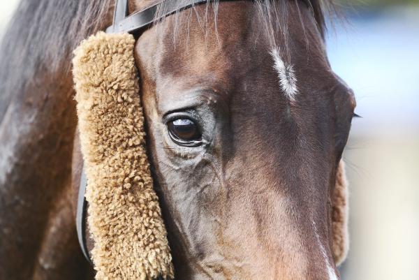 Taquin Du Seuil suited to slow ground