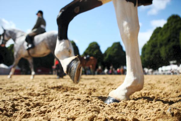 International field set for Balmoral Show