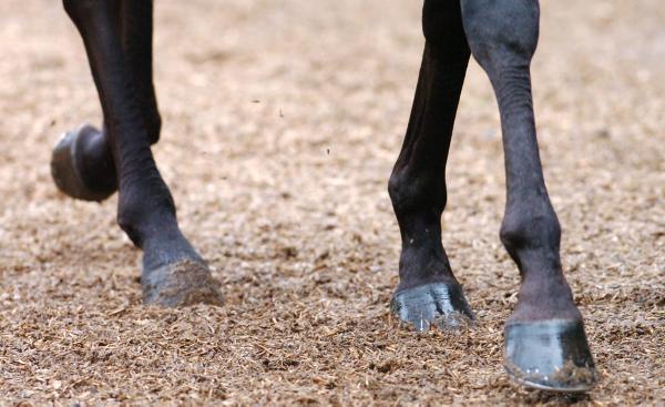 Faster ground will suit the tremendous Felix Yonger