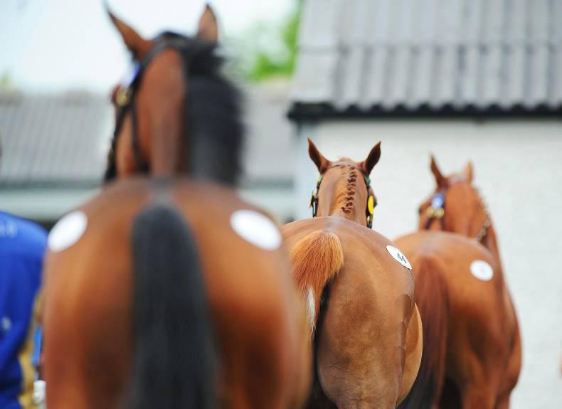 €160,000 Society Rock filly tops day two of September Yearling Sale