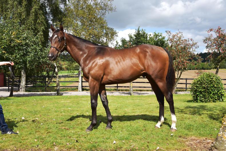 Record broken for yearling in Denmark