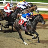 <h1> Royal Ascot Racing News from The Irish Field </h1>