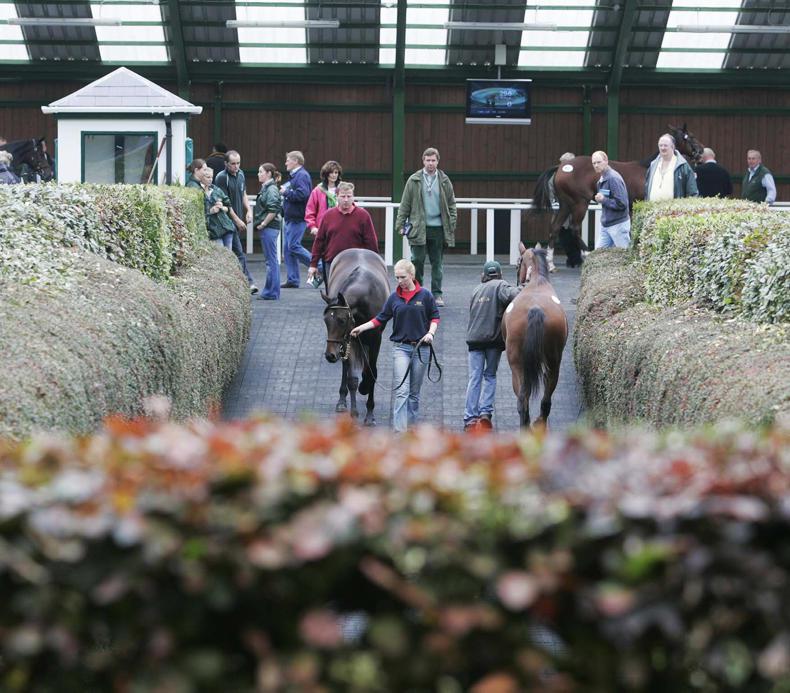 Godolphin buys €1.2 million Galileo filly at Goffs Orby Sale