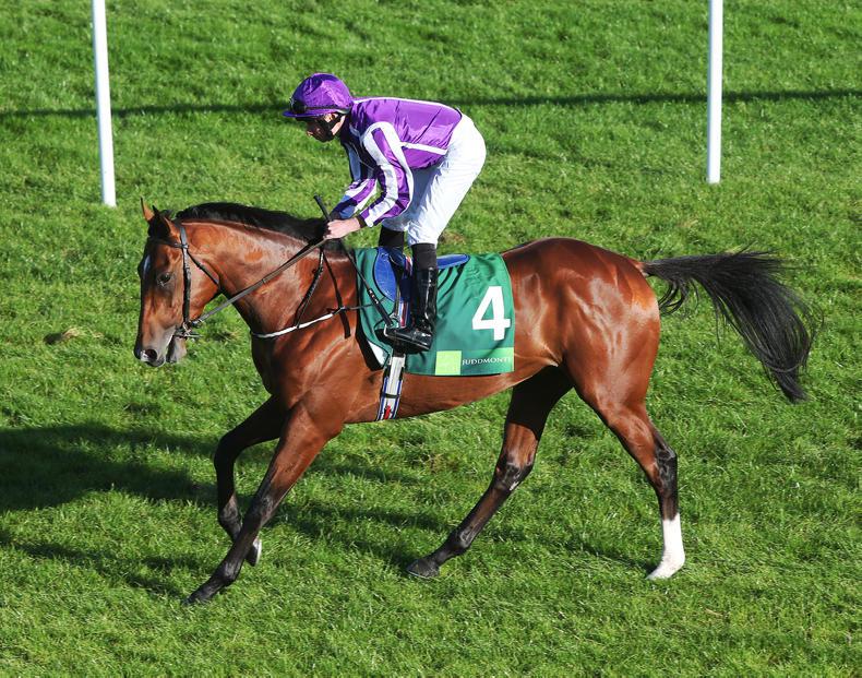 Potential and pedigree to become an equine superstar