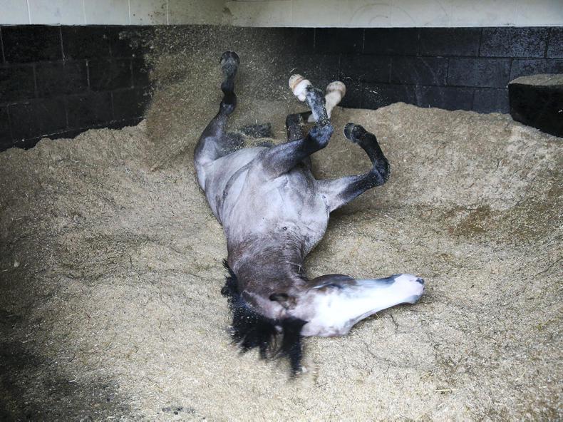 HORSE SENSE: Coping with a cast horse                                  