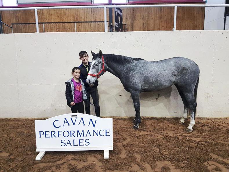 CAVAN SALES:  Swedish buyers drive pony trade at Cavan