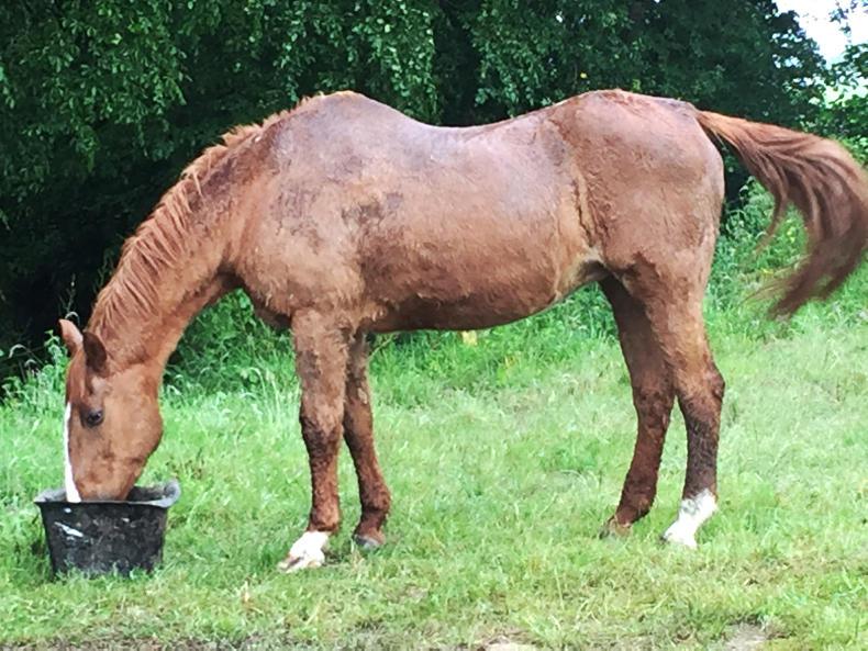 Tributes paid to show jumping legend Millstreet Ruby (33)