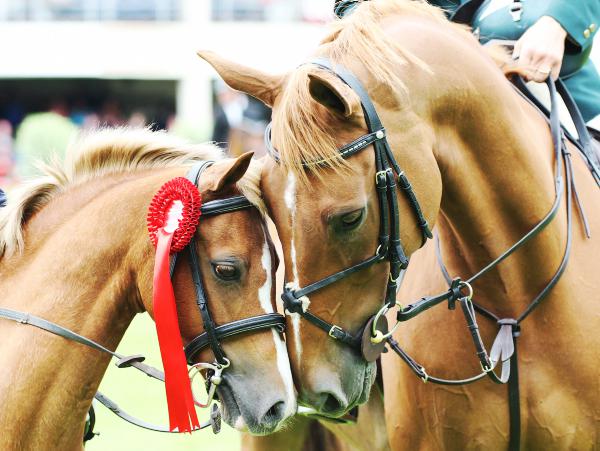 Just six in 10 foals sired by approved stallions