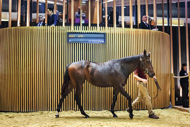 ARQANA OCTOBER SALE: Steady trade as record price set three times