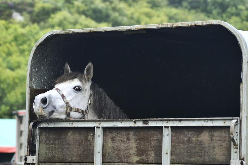 SALES PREVIEW: Clifden champion foal on offer at Clifden sales