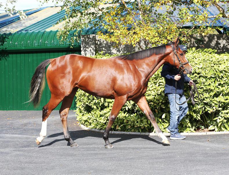 Goldrush and Ghaiyyath earning their oats