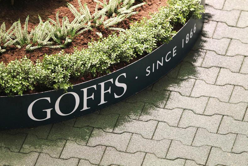 Unraced Galileo filly tops opening day in Goffs at €215,000