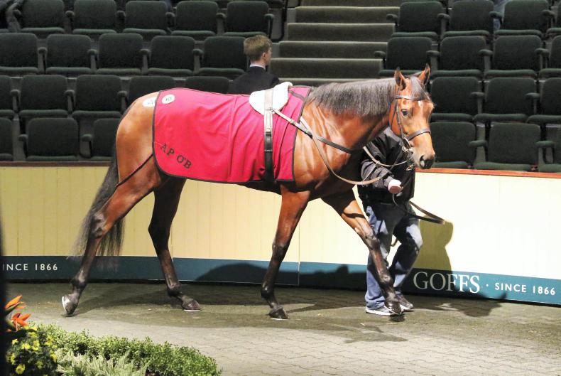 SALES: Sarrocchi tops Goffs sale which declines on last year