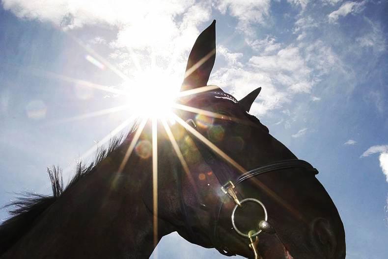 COMMENT:  No hiding place for those who neglect horses