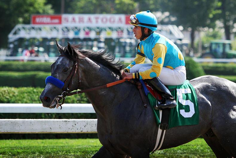 Son of Scat Daddy for Yeomanstown Stud