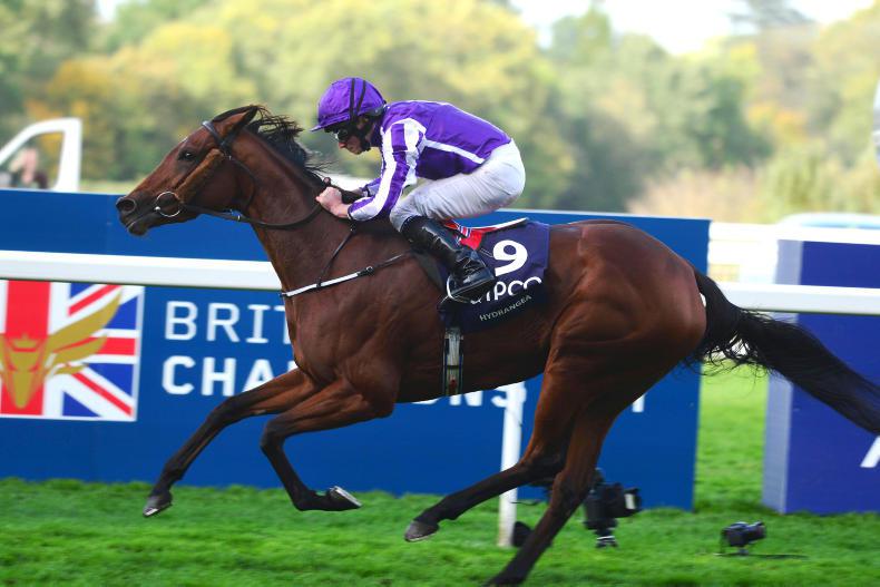 PEDIGREE NOTES: Group 1s for Dark Angel, Frankel, Galileo, Mount Nelson & Nayef