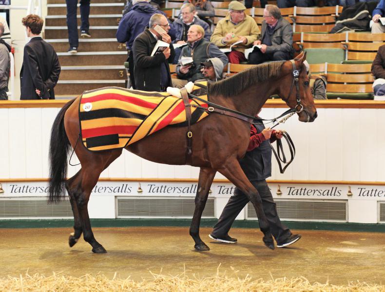 VIDEO: Elizabeth Browning sold for record sum at Tattersalls
