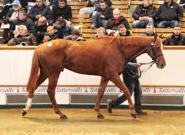 VIDEO: Is this the next Thomas Hobson or Nichols Canyon?