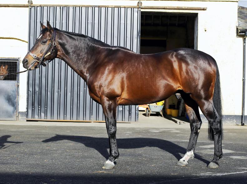 PEDIGREE NOTES: World record for Tally-Ho Stud's Kodiac