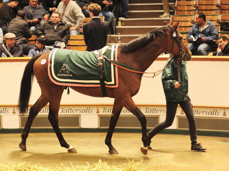 VIDEO: International buyers dominate Newmarket sale