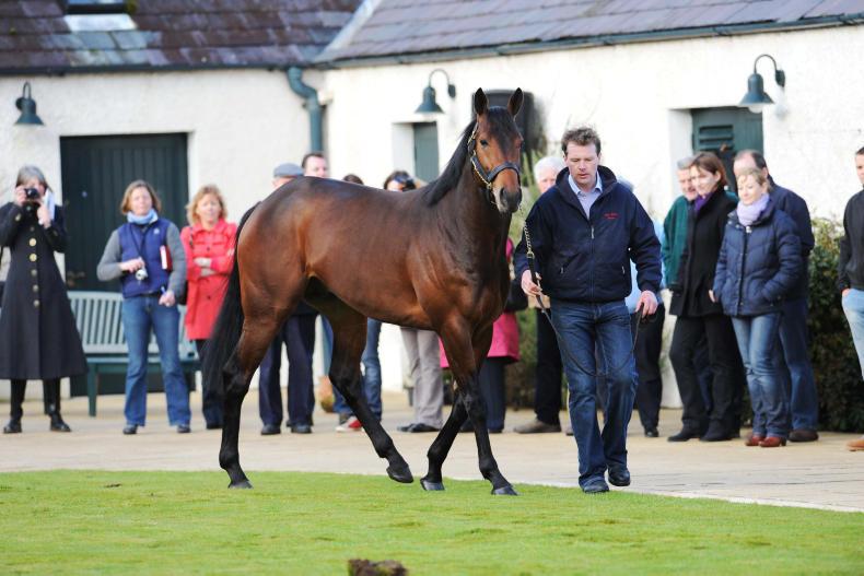 Stud fee increase for Sea The Stars 